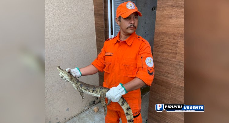 Jacaré é capturado em posto de combustível em Piripiri