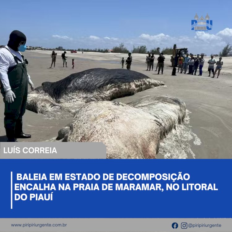 Baleia em estado de decomposição encalha na Praia de Maramar, no litoral do Piauí